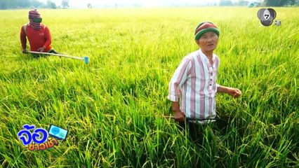 ของแพง ชาวนาน้ำตาตกใน ข้าวเมล็ดลีบ จ.อุทัยธานี