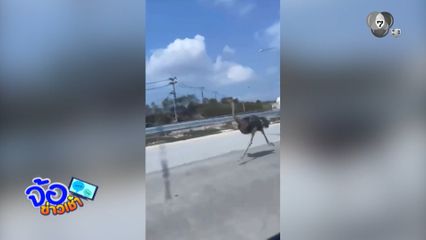 แตกตื่น เจอ "นกกระจอกเทศ" วิ่งแซงรถ