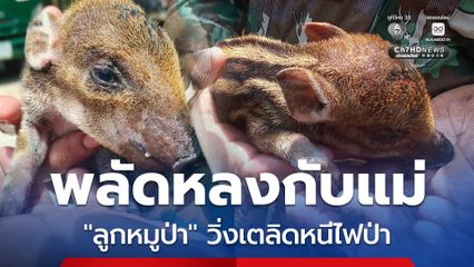 วิ่งเตลิดหนีไฟป่า จ.เชียงใหม่ “น้องบุญรอด” ลูกหมูป่าพลัดหลงจากแม่ สภาพอิดโรย เจ้าหน้าที่เร่งช่วยเหลือ