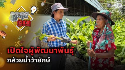 ตะลุยต่อยอด : เปิดใจผู้พัฒนาพันธุ์ กล้วยน้ำว้ายักษ์