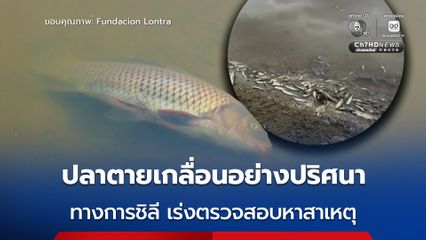 ทางการชิลีเร่งตรวจสอบ หลังมีปลาจำนวนมากตายอย่างปริศนา ในทะเลสาบแห่งหนึ่งทางตอนกลางของชิลี