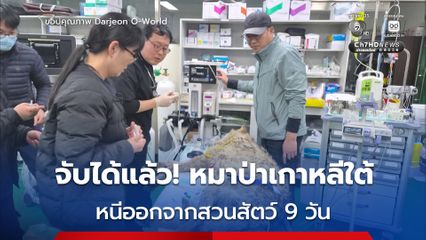 ปิดภารกิจ 9 วัน หาหมาป่าเกาหลีใต้  จับตัวส่งกลับสวนสัตว์ได้แล้ว