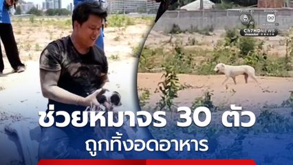 เมืองพัทยา ช่วยสุนัขจรจัด 30 ตัว ถูกทิ้งปล่อยอดอาหาร