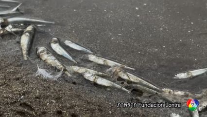 ปลาจำนวนมากตายปริศนา ในทะเลสาบที่ชิลี