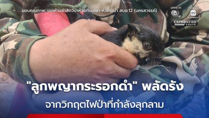 ช่วย “ลูกพญากระรอกดำ” พลัดรัง เนื่องจากวิกฤตไฟป่า ในพื้นที่เขตห้ามล่าสัตว์ป่าห้วยทับเสลา-ห้วยระบำ