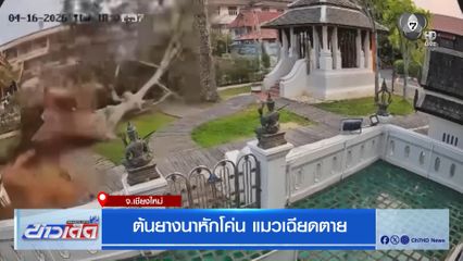 ต้นยางนาอายุกว่า 200 ปี หักโค่น ในวัดเจดีย์หลวง แมวเฉียดตาย
