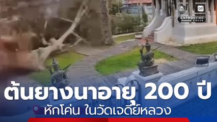 ต้นยางนาอายุกว่า 200 ปี หักโค่น ในวัดเจดีย์หลวง แมวเฉียดตาย