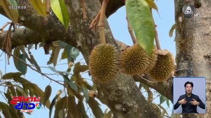 สวนทุเรียน ขาดแคลนน้ำแล้ว