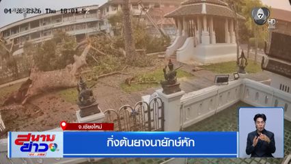 กิ่งต้นยางนายักษ์หัก จ.เชียงใหม่