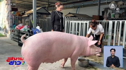 ส่องชีวิต "บุญรอด" หมูรอดน้ำท่วมหาดใหญ่