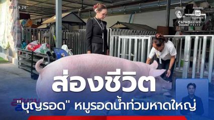 ส่องชีวิต "บุญรอด" หมูรอดน้ำท่วมหาดใหญ่
