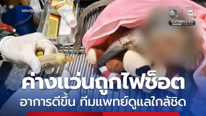 ค่างแว่นถูกไฟช็อตอาการดีขึ้น หลังตอบสนองส่งเสียงร้องครั้งแรก ทีมแพทย์ สบอ.3 พร้อมดูแลอย่างใกล้ชิด