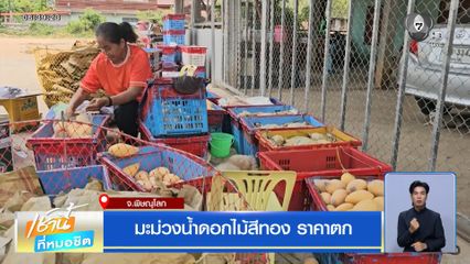 มะม่วงน้ำดอกไม้สีทอง ราคาตก