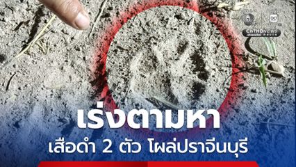 เตือน! ชาวประจันตคาม จ.ปราจีนบุรี ระวังเสือดำขนาดใหญ่ 2 ตัวโผล่กลางชุมชน
