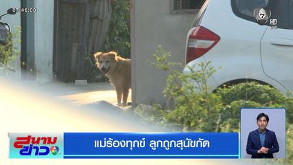 แม่ร้องทุกข์ ลูกถูกสุนัขกัดขณะเดินกลับบ้าน