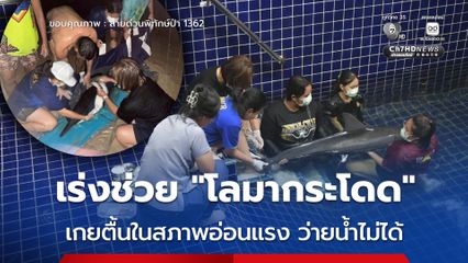 เร่งช่วย “โลมากระโดด” เกยตื้นในสภาพอ่อนแรง ว่ายน้ำไม่ได้
