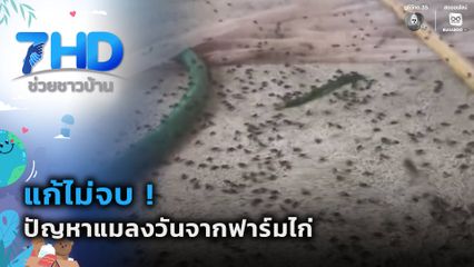 แก้ไม่จบ ! ปัญหาแมลงวันจากฟาร์มไก่