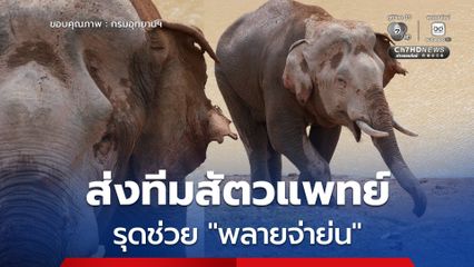 สบอ.1 ปราจีนบุรี ส่งทีมสัตวแพทย์รุดช่วย "พลายจ่าย่น" หลังพบแผลเหวอะหาง หูขาด เร่งยัดยาใส่กล้วยรักษาด่วนในป่าเขาใหญ่