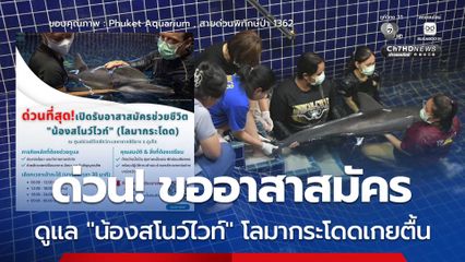 ขออาสาสมัคร ดูแล “น้องสโนว์ไวท์” โลมากระโดดเกยตื้น