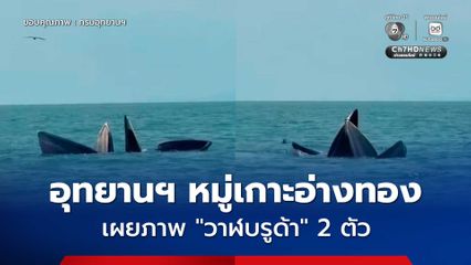 อุทยานฯ หมู่เกาะอ่างทอง เผยภาพ "วาฬบรูด้า" สัตว์ป่าสงวนหายากโผล่อวดโฉม 2 ตัว ตอกย้ำความอุดมสมบูรณ์ของระบบนิเวศทางทะเล