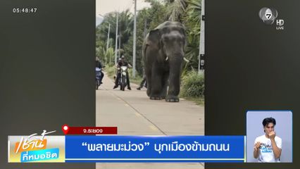 "พลายมะม่วง" บุกเมืองข้ามถนน