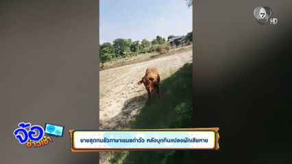 ยายสุดทนรัวภาษาเขมรด่าวัว หลังบุกกินแปลงผักเสียหาย
