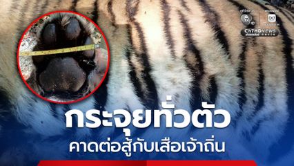 พบซากเสือโคร่งวัยรุ่นกลางทุ่งใหญ่ฯ ตะวันออก