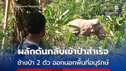 เจ้าหน้าที่ ขสป.ควนแม่ยายหม่อน ผลักดันช้างป่า “พลายดื้อ” และ “พลายไข่นุ้ย” ออกนอกพื้นที่อนุรักษ์ กลับเข้าป่าสำเร็จ