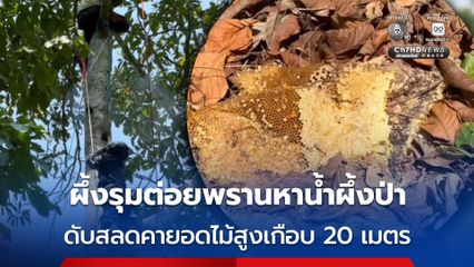 ผึ้งรุมต่อยพรานหาน้ำผึ้งป่า ดับสลดคายอดไม้สูงเกือบ 20 เมตร