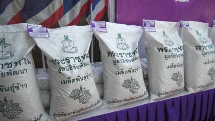 สมเด็จพระกนิษฐาธิราชเจ้า กรมสมเด็จพระเทพรัตนราชสุดา ฯ สยามบรมราชกุมารี พระราชทานเมล็ดพันธุ์ข้าวหอมมะลิ 105 ของมูลนิธิชัยพัฒนาแก่ราษฎรและเกษตรกรผู้ประสบอุทกภัยในจังหวัดสุรินทร์