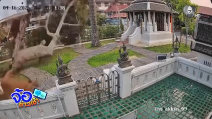 กิ่งต้นยางนายักษ์หัก จ.เชียงใหม่