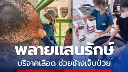 พลายแสนรักษ์ บริจาคเลือดเข้าธนาคารหวังช่วยลูกช้างป่วย EEHV