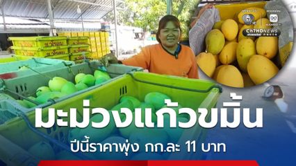 ชาวสวนมะม่วงแก้วขมิ้น จ.ชัยภูมิ ได้เฮ ปีที่แล้วขายไม่ได้ ปีนี้ราคาพุ่งกิโลกรัมละ 11 บาท