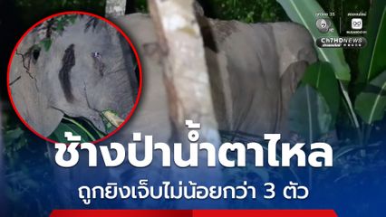 ช้างป่าน้ำตาไหล ถูกยิงเจ็บไม่น้อยกว่า 3 ตัว