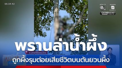 พรานล่าน้ำผึ้ง ถูกผึ้งรุมต่อยเสียชีวิต