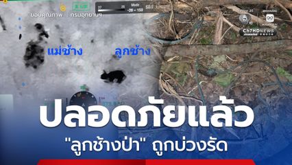 เข้าช่วย “ลูกช้างป่า” เขาอ่างฤาไนถูกบ่วงรัด เจอเพียงเชือกขาด พบวิ่งตามโขลงได้ตามปกติ คาดปลอดภัยดี