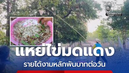 ชาวบ้านโคราชสู้ชีวิต ออกหาแหย่ไข่มดแดงมาโพสต์ขายออนไลน์ กก.ละ 500 บาท