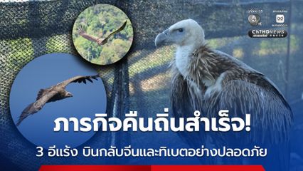 ภารกิจคืนถิ่นสำเร็จ 3 อีแร้ง บินกลับจีนและทิเบตอย่างปลอดภัย