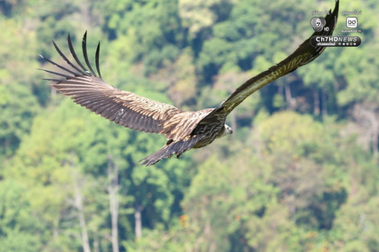 ภารกิจคืนถิ่นสำเร็จ 3 อีแร้ง บินกลับจีนและทิเบตอย่างปลอดภัย