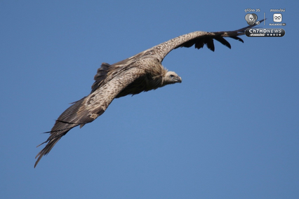 ภารกิจคืนถิ่นสำเร็จ 3 อีแร้ง บินกลับจีนและทิเบตอย่างปลอดภัย