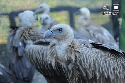 ภารกิจคืนถิ่นสำเร็จ 3 อีแร้ง บินกลับจีนและทิเบตอย่างปลอดภัย