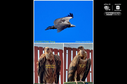 ภารกิจคืนถิ่นสำเร็จ 3 อีแร้ง บินกลับจีนและทิเบตอย่างปลอดภัย