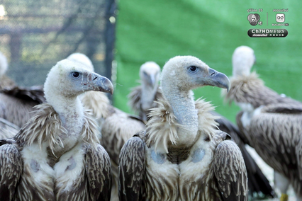 ภารกิจคืนถิ่นสำเร็จ 3 อีแร้ง บินกลับจีนและทิเบตอย่างปลอดภัย