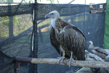 ภารกิจคืนถิ่นสำเร็จ 3 อีแร้ง บินกลับจีนและทิเบตอย่างปลอดภัย