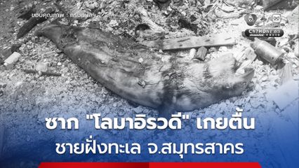 พบซาก “โลมาอิรวดี” เกยตื้นบริเวณชายฝั่งทะเล จ.สมุทรสาคร สภาพเน่าเสีย-หางขาด