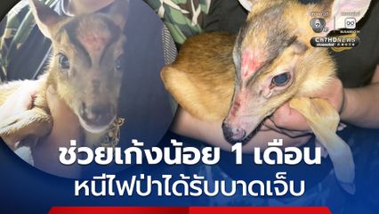 ชาวบ้านเชียงดาวช่วยเก้งน้อยอายุ 1 เดือน หนีไฟป่าได้รับบาดเจ็บ ก่อนนำส่งให้เจ้าหน้าที่อุทยานแห่งชาติผาแดงดูแลใกล้ชิด