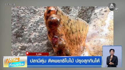 ปลามีตุ่ม ติดพยาธิใบไม้ ปรุงสุกกินได้
