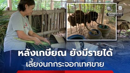 วัยเกษียณ ยังมีรายได้! ป้าประจวบ เลี้ยงนกกระจอกเทศ ฟาร์มเดียวในตรัง ลูกค้าจองแน่น