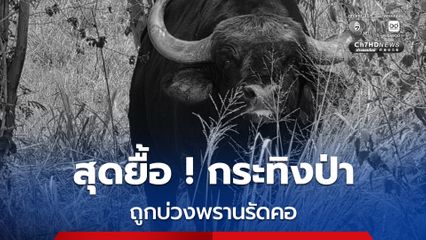 สั่งปูพรมตรวจเข้มหาผู้กระทำผิด หลังกระทิงป่าเขาใหญ่ถูกบ่วงพรานรัดคอดับ