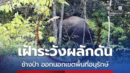 เขตรักษาพันธุ์สัตว์ป่าห้วยทับทัน-ห้วยสำราญ สนธิกำลังเฝ้าระวังและผลักดันช้างป่า 4 ตัว ออกนอกเขตพื้นที่อนุรักษ์